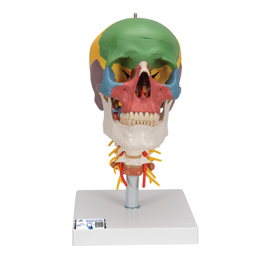 Didactic Human Skull Model on Cervical Spine, 4 part - 3B Scientific