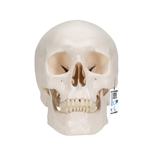 Classic Human Skull Model, 3 part - 3B Scientific