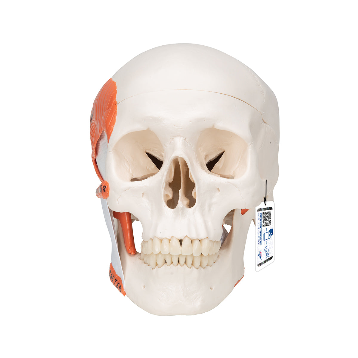TMJ Human Skull Model, Demonstrates Functions of Masticator Muscles, 2 part