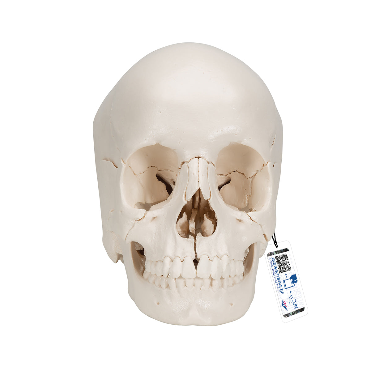 Beauchene Adult Human Skull Model, Bone Colored Version, 22 part