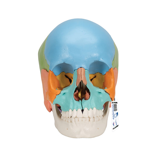 Beauchene Adult Human Skull Model, Didactic Colored Version, 22 part