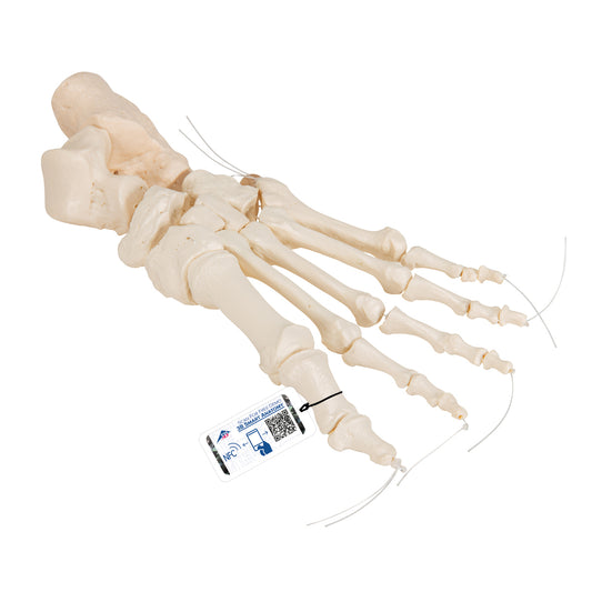 Human Foot Skeleton, Loosely Threaded on Nylon String