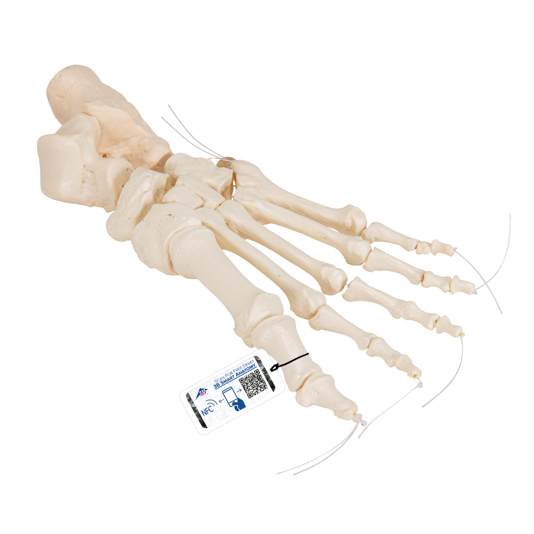 Human Foot Skeleton, Loosely Threaded on Nylon String – Medisave UK