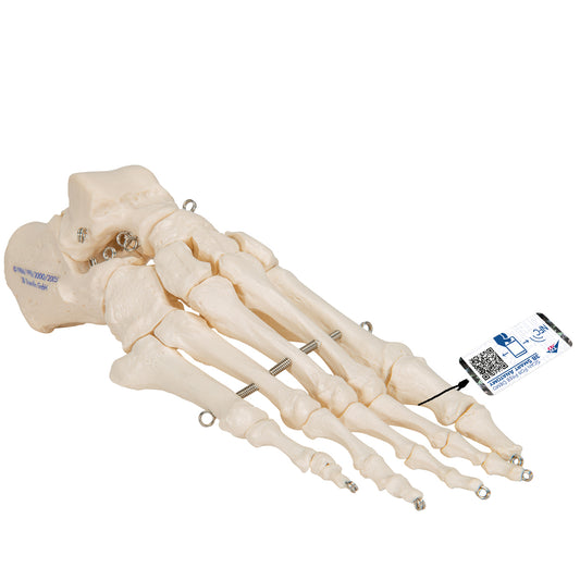 Human Foot Skeleton, Wire Mounted