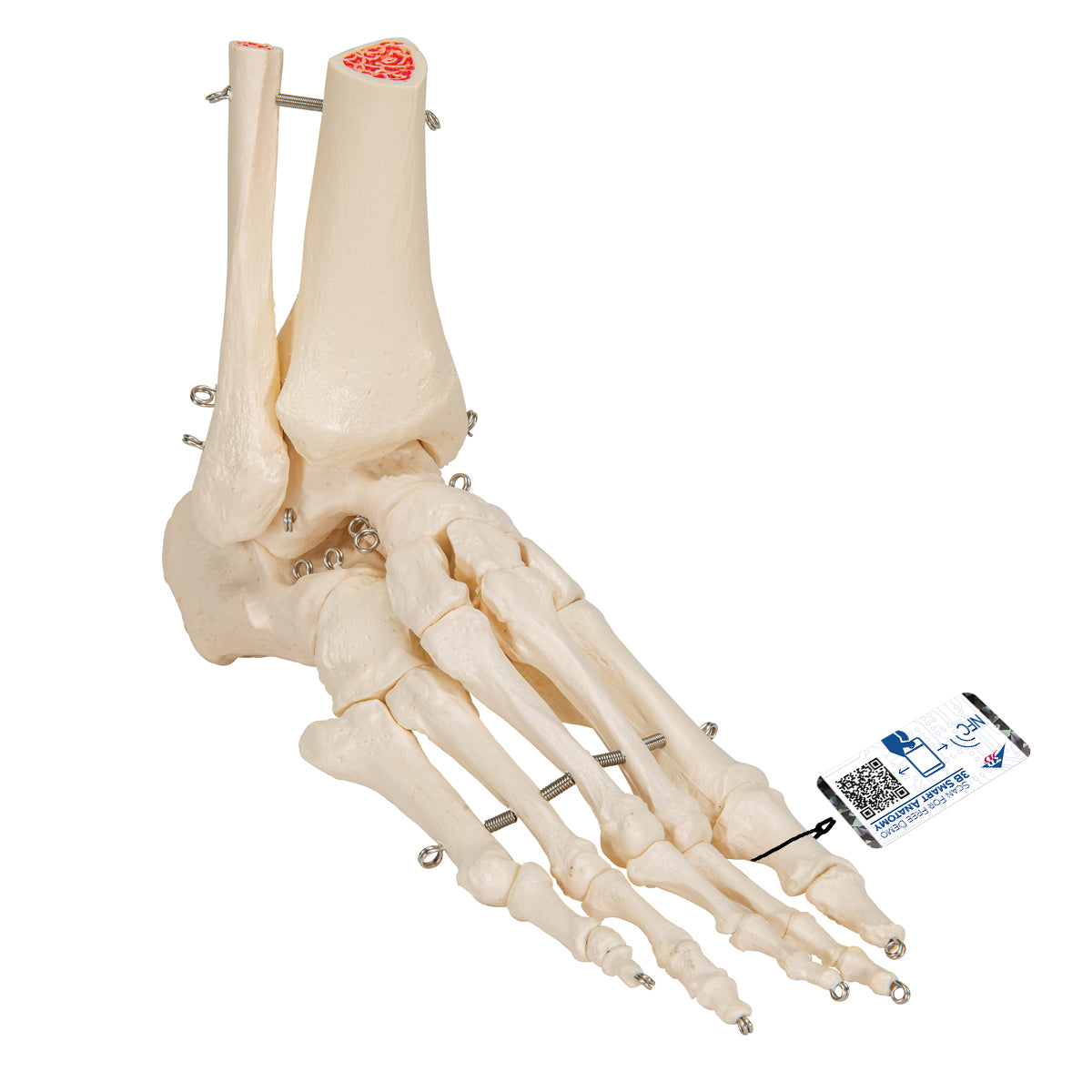 Human Foot & Ankle Skeleton, Wire Mounted - 3B Scientific