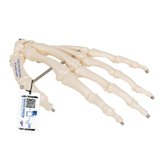 Human Hand Skeleton Model, Wire Mounted