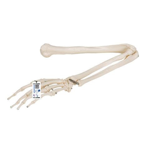 Human Arm Skeleton Model, Wire Mounted