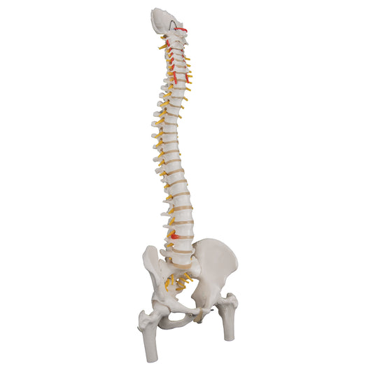 Classic Flexible Human Spine Model with Femur Heads