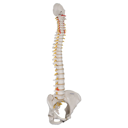 Classic Flexible Human Spine Model with Female Pelvis