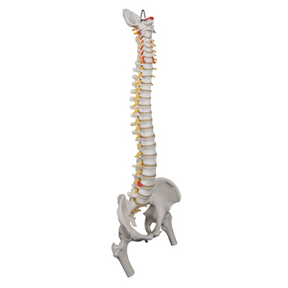 Highly Flexible Human Spine Model, Mounted on a Flexible Core, with Femur Heads - 3B Scientific
