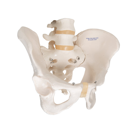 Human Male Pelvis Skeleton Model - 3B Scientific
