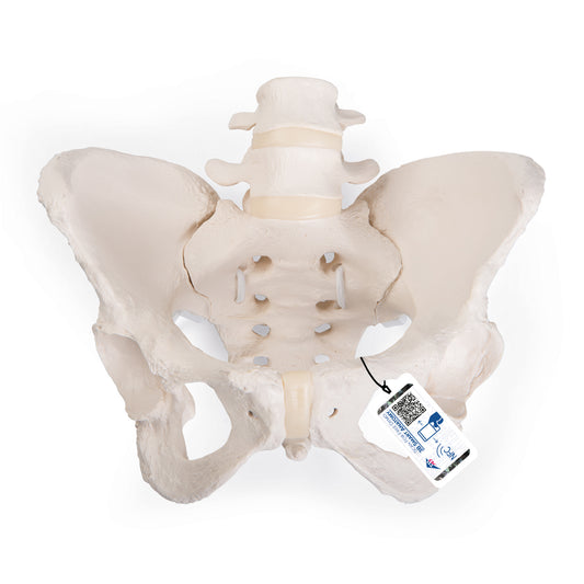 Flexible Human Female Pelvis Model, Flexibly Mounted - 3B Scientific