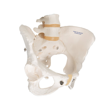 Human Female Pelvic Skeleton Model - 3B Scientific