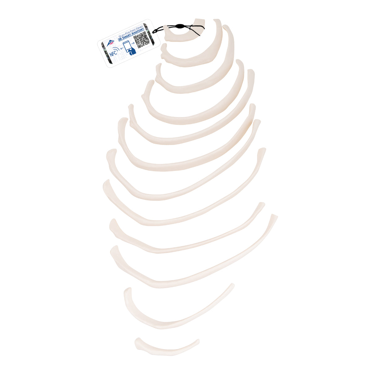 Models Rib Surgeries Human Ribs Model – Medisave UK