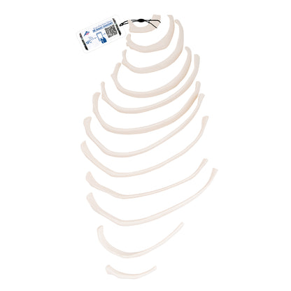 Human Ribs Model – Medisave UK