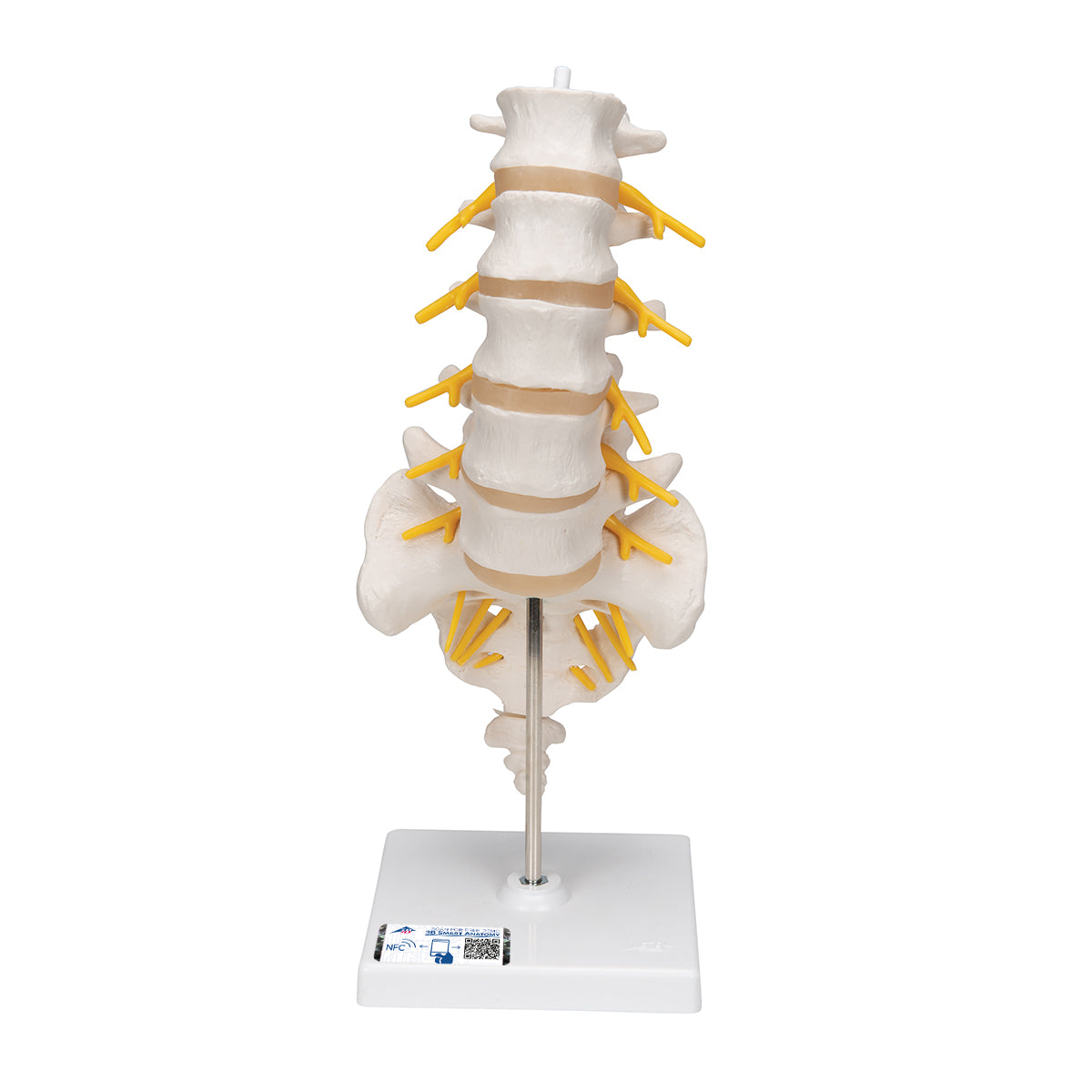Spinal Column Framework Lumbar Human Spinal Column Model – Medisave UK
