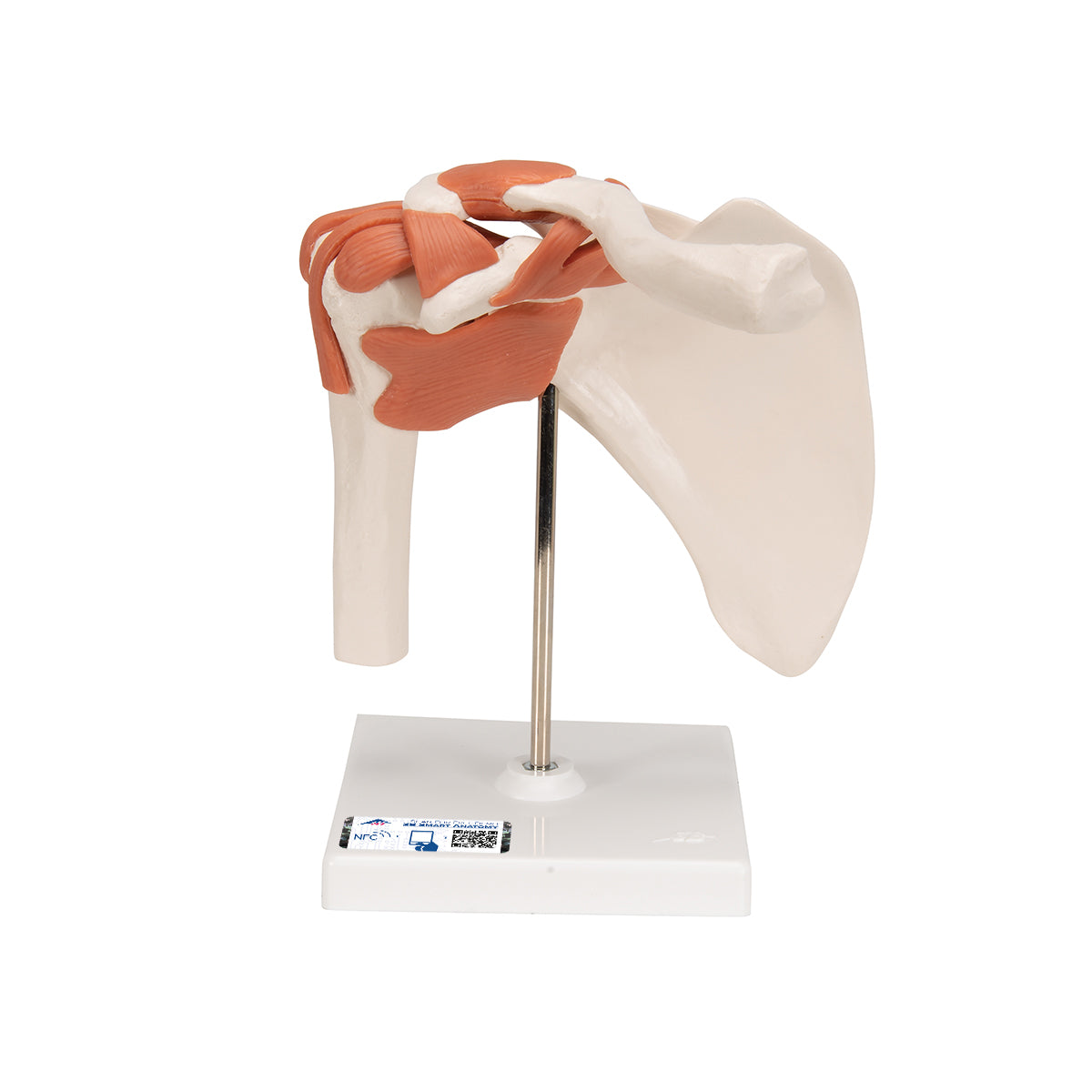 Functional Human Shoulder Joint - 3B Scientific