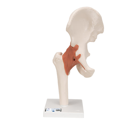 Functional Human Hip Joint Model - 3B Scientific