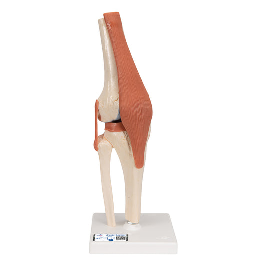 Functional Human Knee Joint Model with Ligaments & Marked Cartilage - 3B Scientific