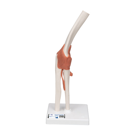 Functional Human Elbow Joint Model with Ligaments