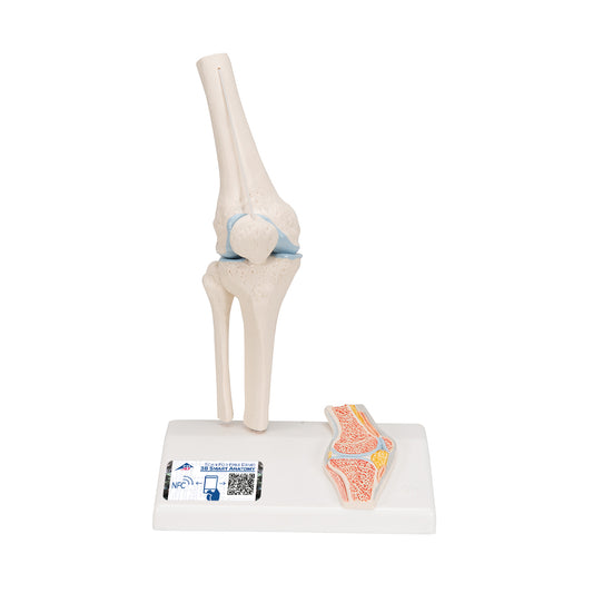 Mini Human Knee Joint Model with Cross Section - 3B Scientific