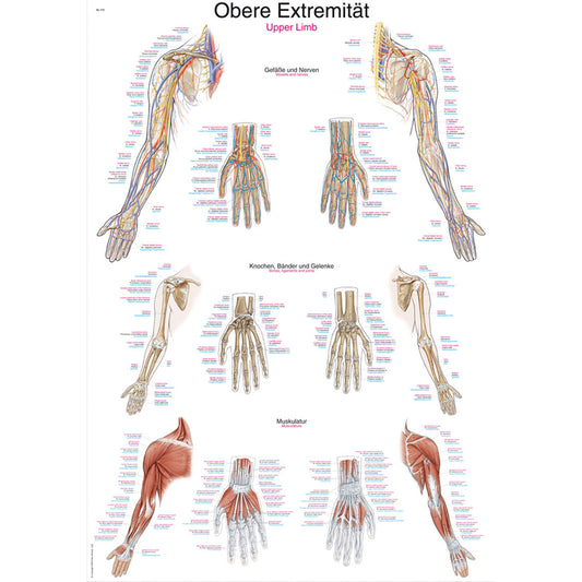 Chart Upper Limb - 70x100cm - Erler Zimmer