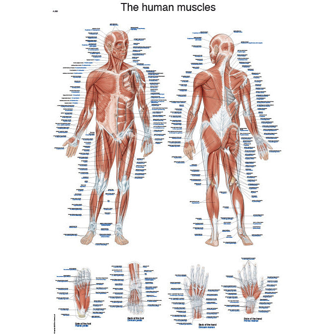 The Human Muscles - Anatomical Chart - Erler Zimmer