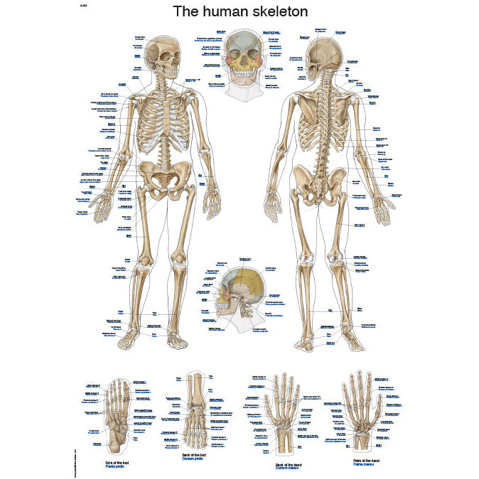 The Human Skeleton - Anatomical Chart - Erler Zimmer