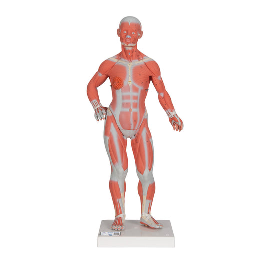 1/3 Life-Size Human Muscle Figure, 2 part - 3B Scientific