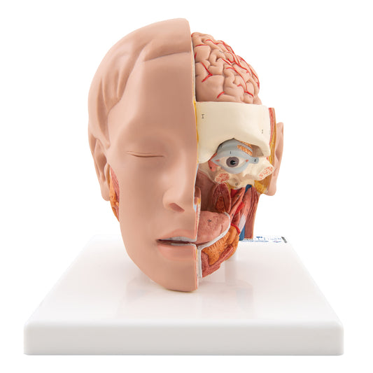 Human Head Model, 6 part - 3B Scientific
