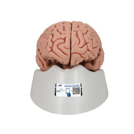 Classic Human Brain Model, 5 part - 3B Scientific