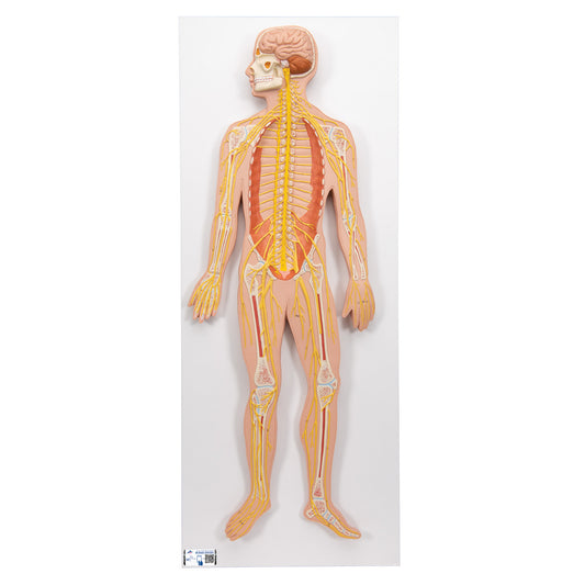 Human Nervous System Model, 1/2 Life-Size - 3B Scientific
