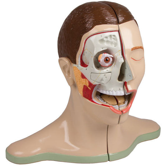 Head & Neck - 5-Part - Erler Zimmer