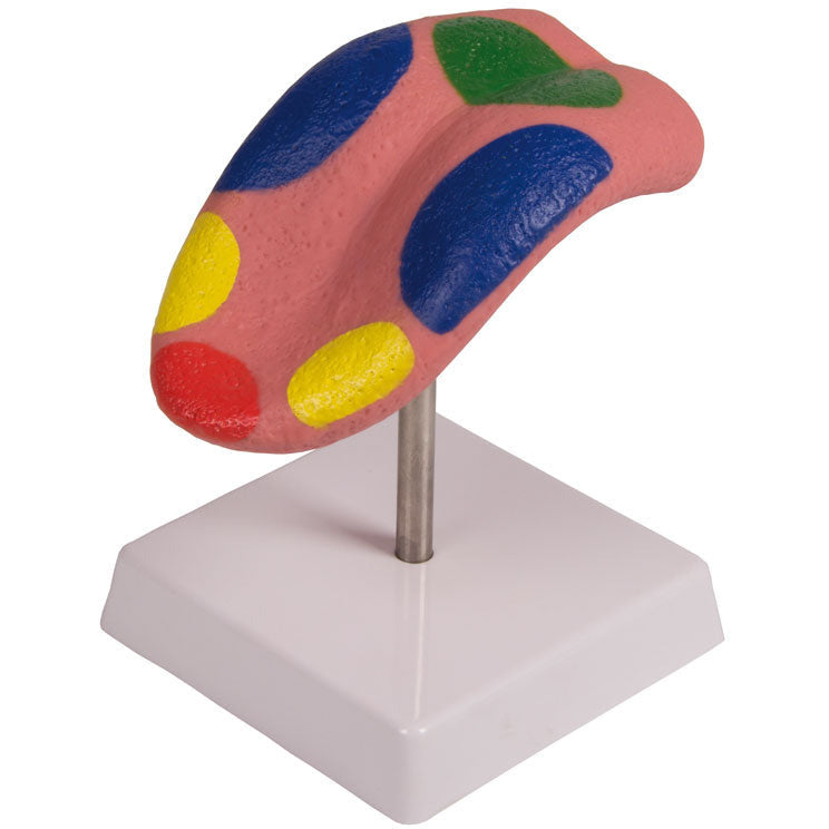 Tongue Model - Erler Zimmer