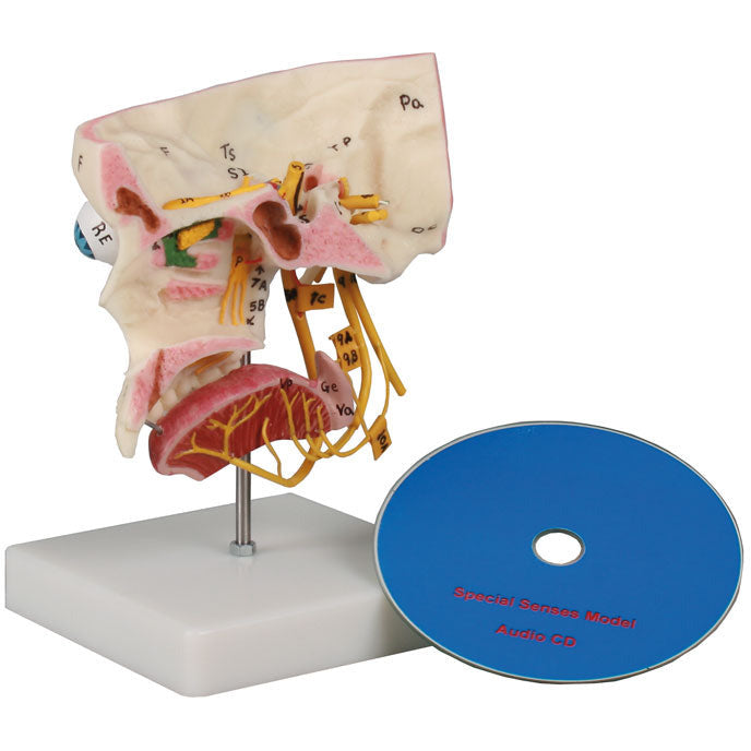 Special Senses - Erler Zimmer