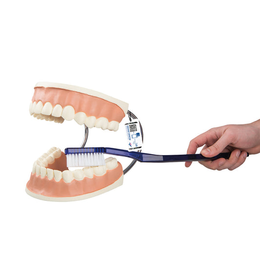 Giant Dental Care Model, 3 times Life-Size - 3B Scientific