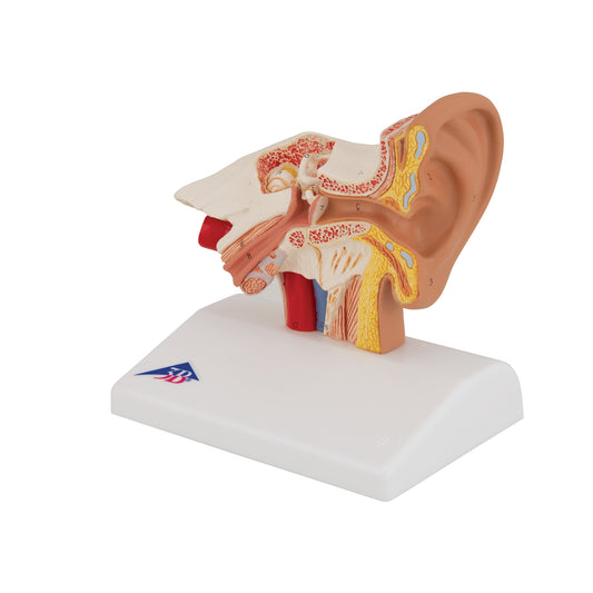 Human Ear Model for Desktop, 1.5 times Life-Size