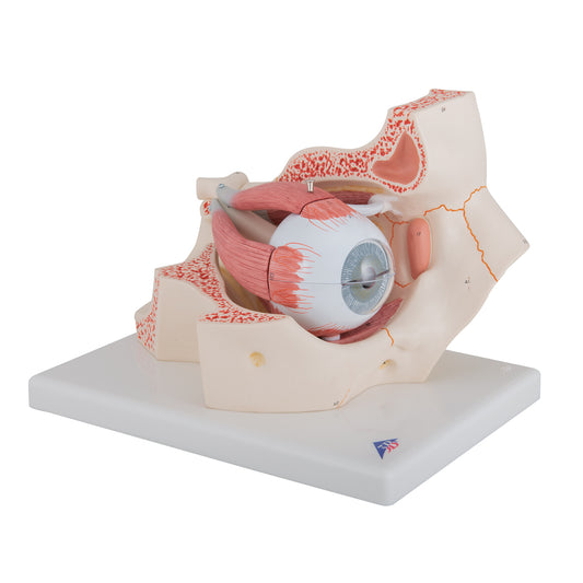 Human Eye Model, 3 times Full-Size, 7 part - 3B Scientific