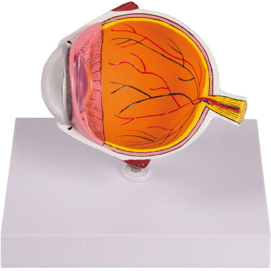 Eye Half - Enlarged - Erler Zimmer