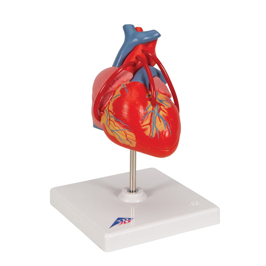 Classic Human Heart Model with Bypass, 2 part
