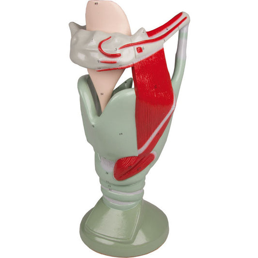 Functional Larynx - 4 Times Life-Size - Erler Zimmer