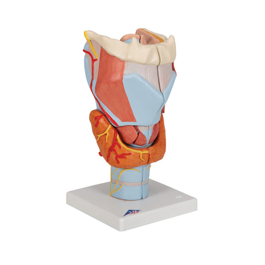 Human Larynx Model, 2 times Full-Size, 7 part - 3B Scientific