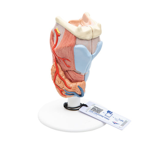 Human Larynx Model, 2 part