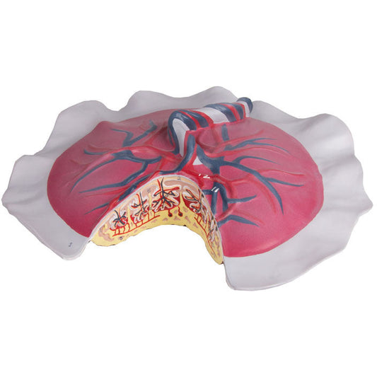 Placental Circulation - Erler Zimmer