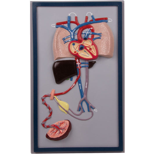 Foetal Circulation - Erler Zimmer