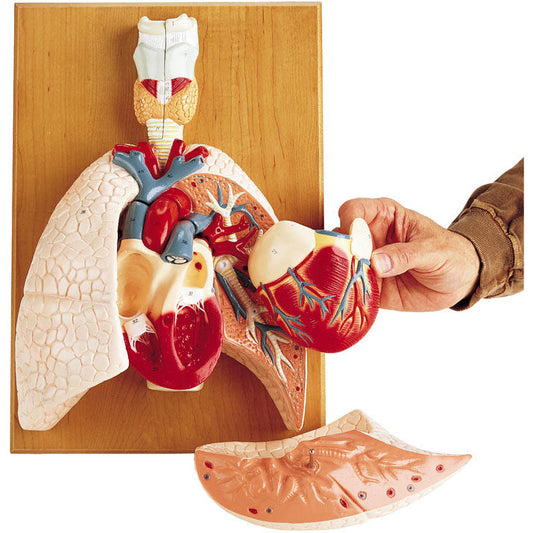 Cardiopulmonary System - Erler Zimmer