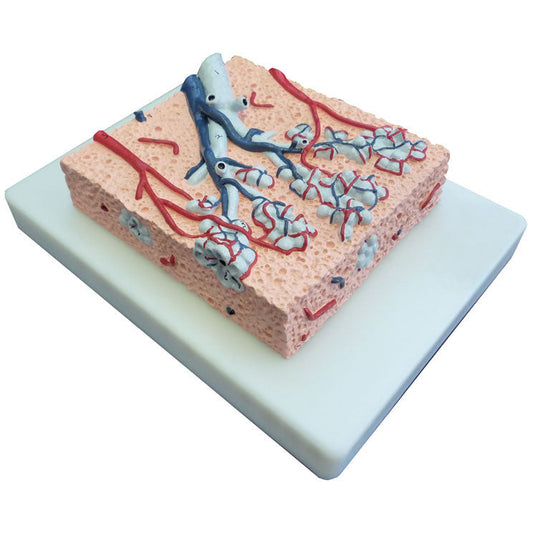 Lung Lobule - Erler Zimmer