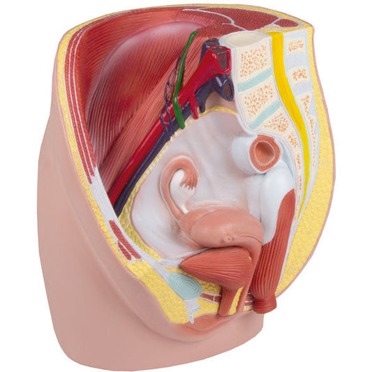 Female Pelvis - Life-Size - 3-Part - Erler Zimmer