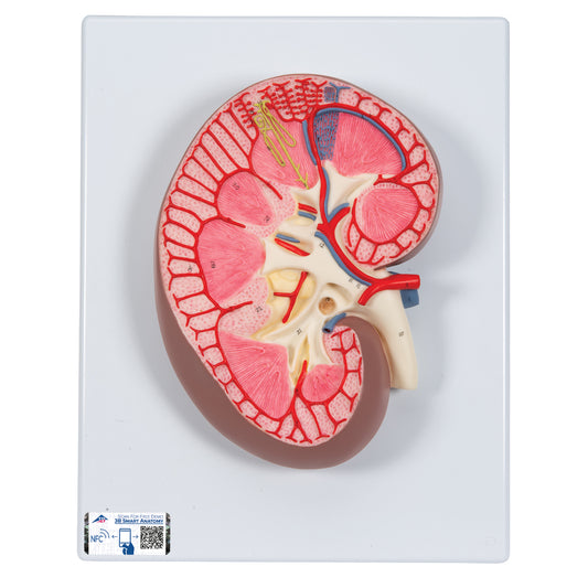 Kidney Section Model, 3 times Full-Size - 3B Scientific