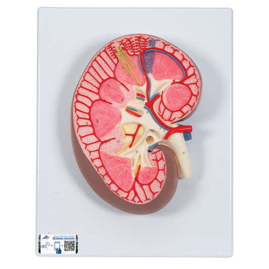 Kidney Section Model, 3 times Full-Size